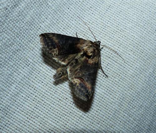 Abrostola triplasia