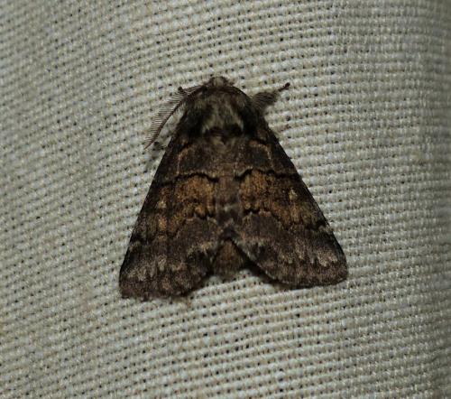 Gluphisia crenata
