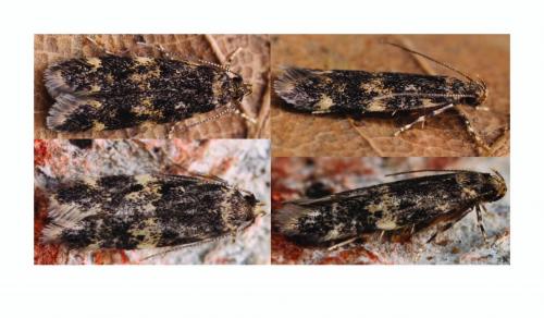 Oegoconia sp.