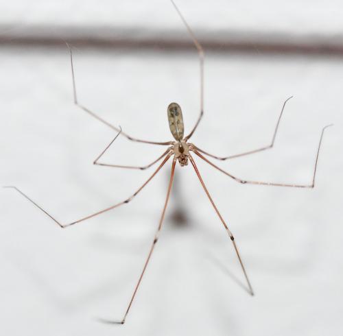 Pholcus phalangioides