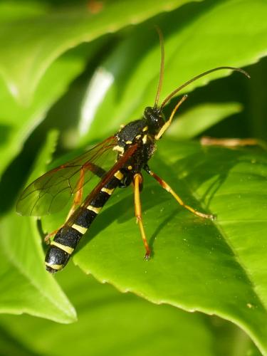 Metopius dentatus
