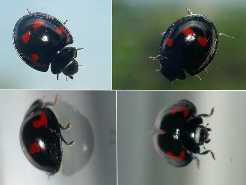 Exochomus quadripustulatus