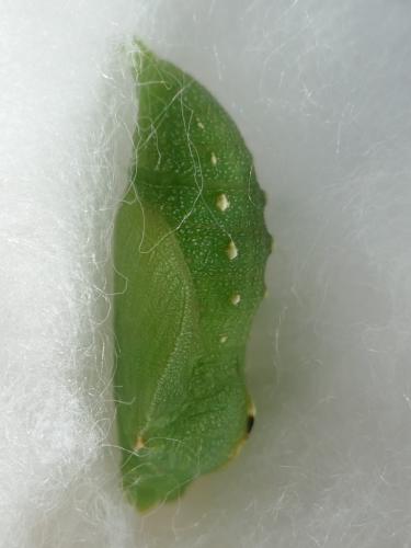Réf. 256 540 : Lasiommata maera