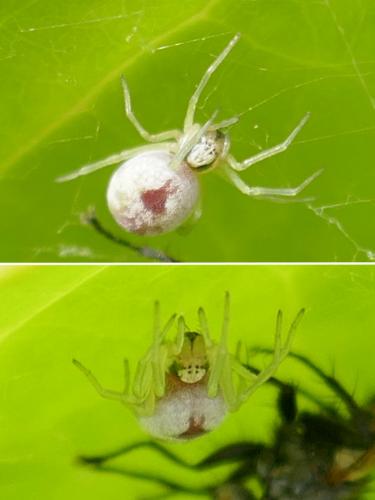 Nigma puella