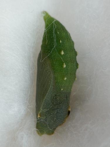 Lasiommata maera