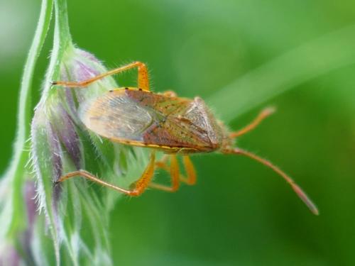 Réf. 256 835 : Rhopalus maculatus