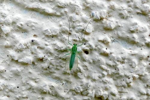 Chironomus sp.