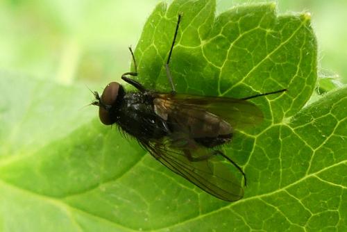 Réf. 256 082 : Hydrotaea sp.