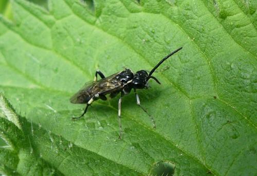Réf. 256 736 : Macrophya alboannulata