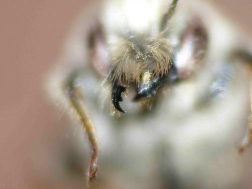Osmia bicolor