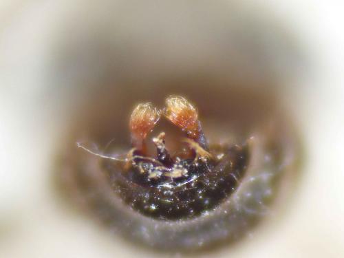 Osmia bicolor