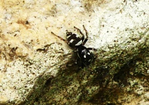 Salticus scenicus