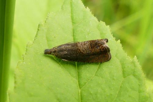 Réf. 256 655 : Dichrorampha sp.