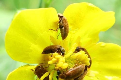 Byturus sp.