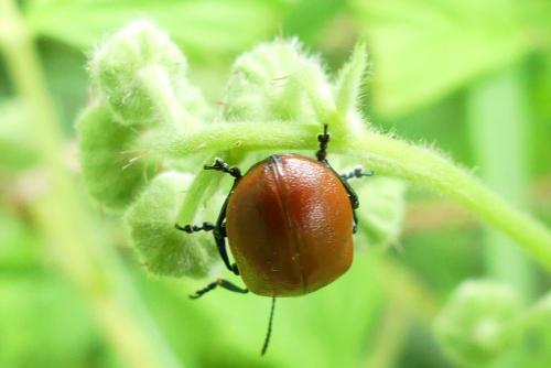 Réf. 256 454 : Chrysomela populi