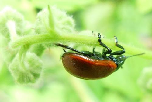 Réf. 256 455 : Chrysomela populi