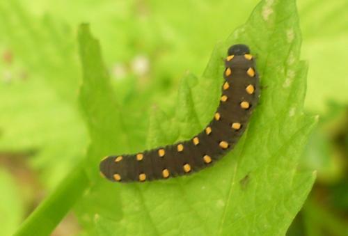 Réf. 256 132 : Tenthredo (marginella-thompsoni)