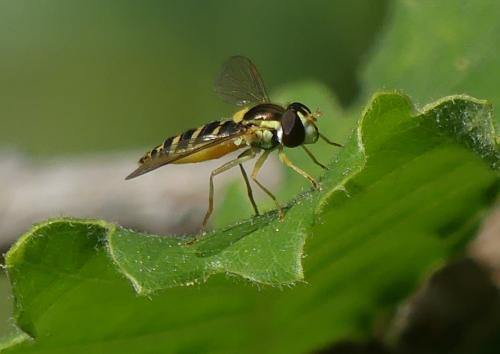 Réf. 256 288 : Sphaerophoria sp.
