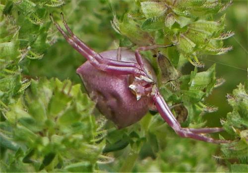 Thomisus onustus