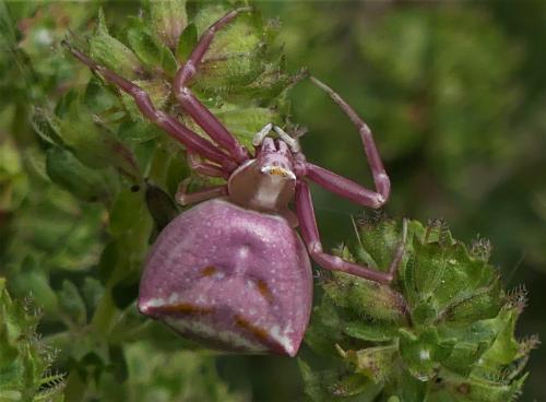 Réf. 256 396 : Thomisus onustus