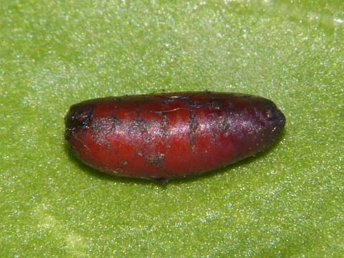 Réf. 256 758 : Pegomya sp.