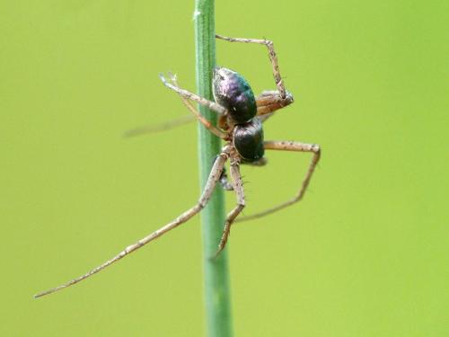 Philodromus dispar