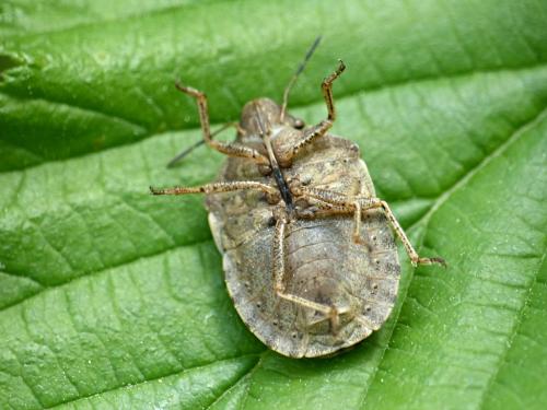 Réf. 256 711 : Eurygaster testudinaria