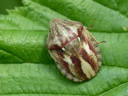 Réf. 256 140 : Eurygaster testudinaria