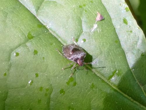 Réf. 256 099 : Stagonomus venustissimus