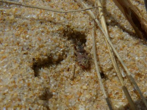 Réf. 256 349 : Coranus sp.