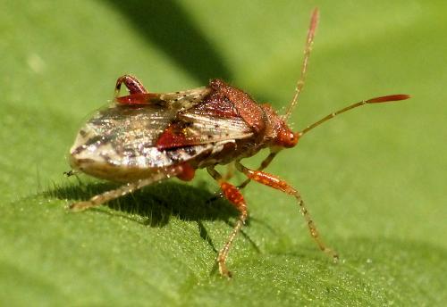 Rhopalus subrufus