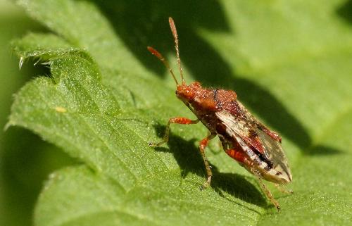 Rhopalus subrufus