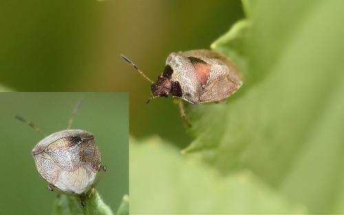 Réf. 256 582 : Stagonomus venustissimus