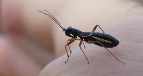 Réf. 256 840 : Pithanus marshalli