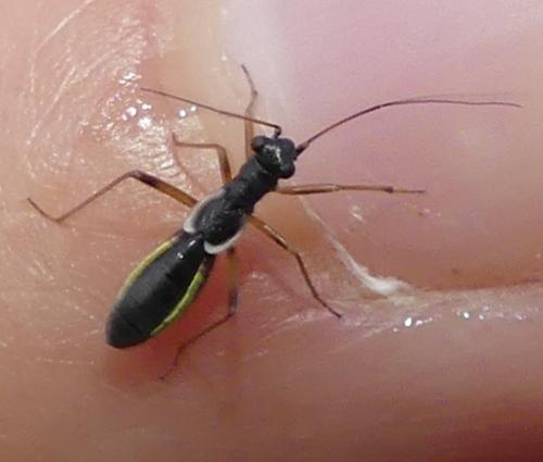 Réf. 256 841 : Pithanus marshalli