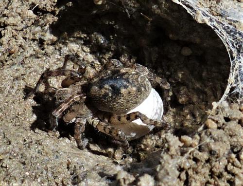 Arctosa (cinerea-similis)