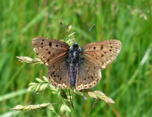 Lycaena tityrus