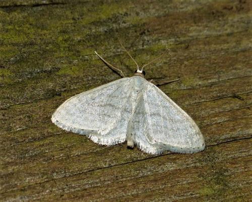 Réf. 256 080 : Idaea subsericeata
