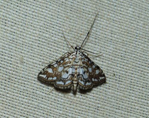 Réf. 256 199 : Elophila nymphaeata