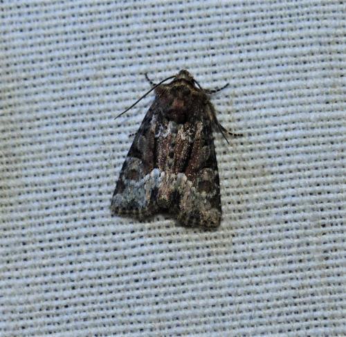 Réf. 256 279 : Oligia sp.
