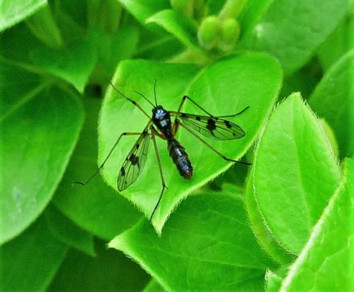 Ptychoptera contaminata