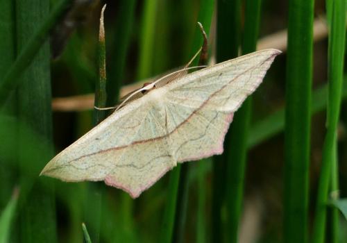 Réf. 256 525 : Timandra comae
