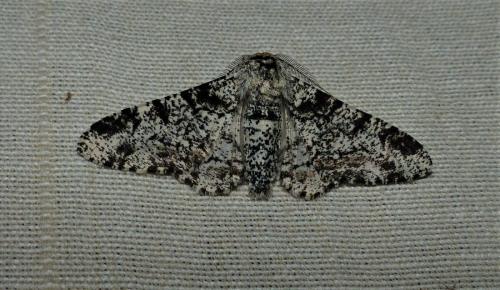 Biston betularia
