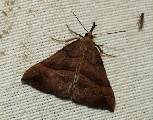 Réf. 256 647 : Hypena proboscidalis