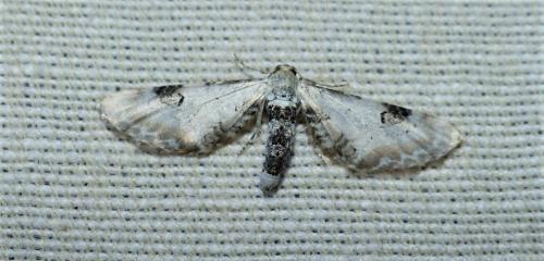 Eupithecia centaureata