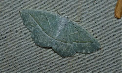 Campaea margaritaria