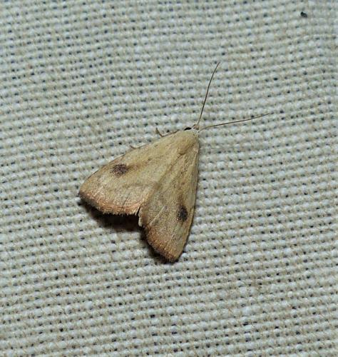Réf. 256 696 : Rivula sericealis