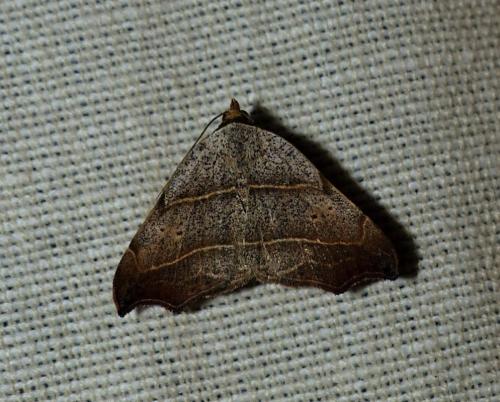 Réf. 256 799 : Laspeyria flexula