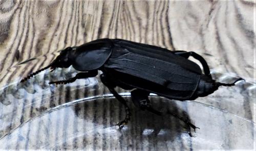 Réf. 256 579 : Necrodes littoralis