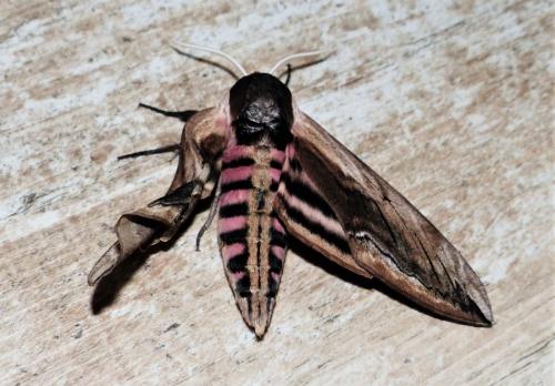 Réf. 256 618 : Sphinx ligustri